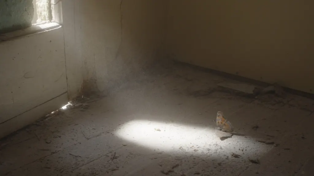 A butterfly on a dusty wooden floor in a shaft of sunlight